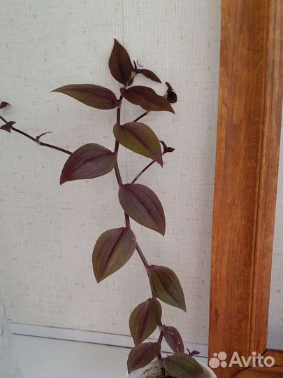 Традесканция шоколадный холм