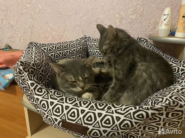 Кошки в добрые руки даром