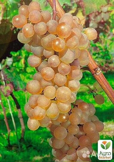 Виноград кишмиш Лучистый,Кодрянка,Восторг,Аттика