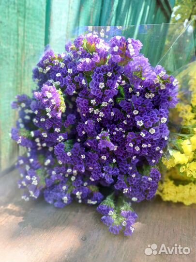 Статица сухоцвет