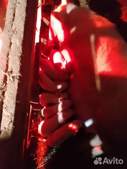 Свинья белая русская порода