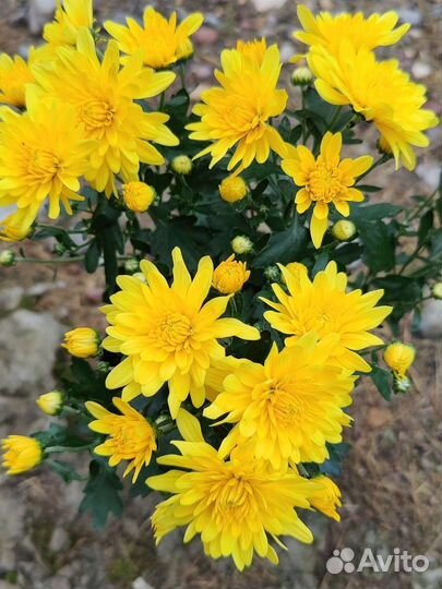 Плющ вечнозелёный вариегатный, многолетники