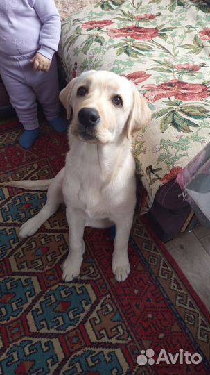 Щенки лабрадора