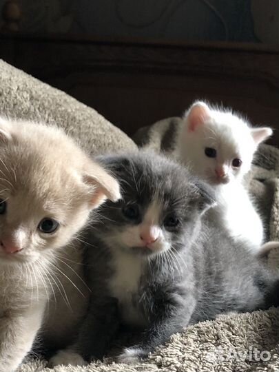 Вислоухие котята