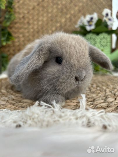 Вислоухие кролики