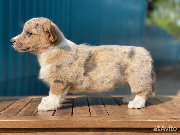 Вельш корги