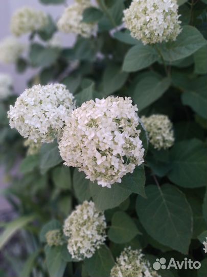 Бульданешь саженцы