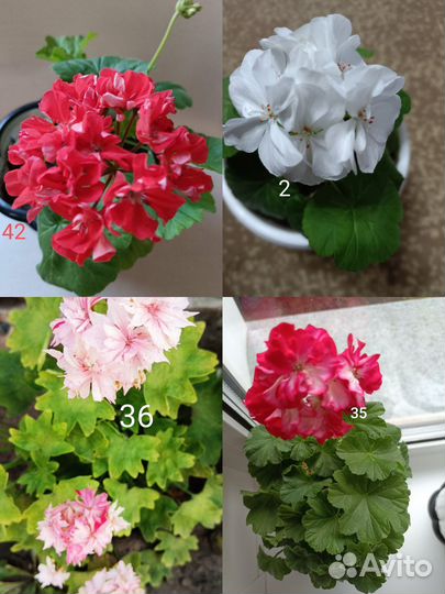 Черенки пеларгонии