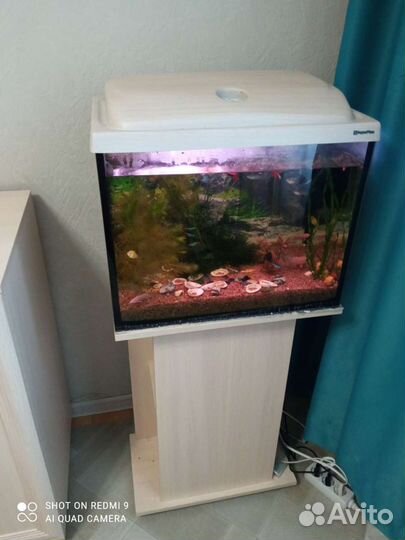 Аквариумные рыбки