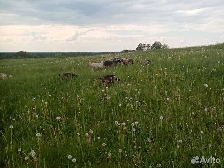 Козы козлята