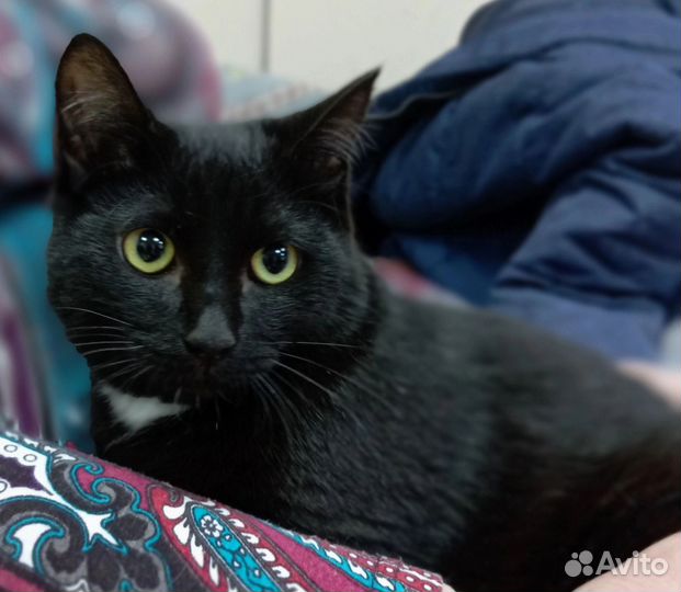 Котик Давид в добрые ручки