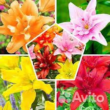 Тюльпаны.гладиолусы.крокусы и др на посадку
