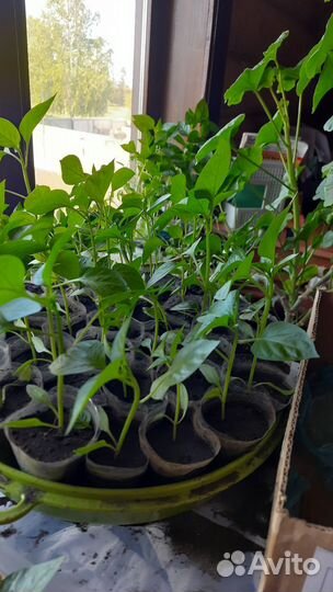 Рассада болгарского перца