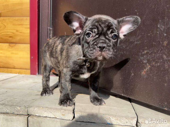 Французский бульдог