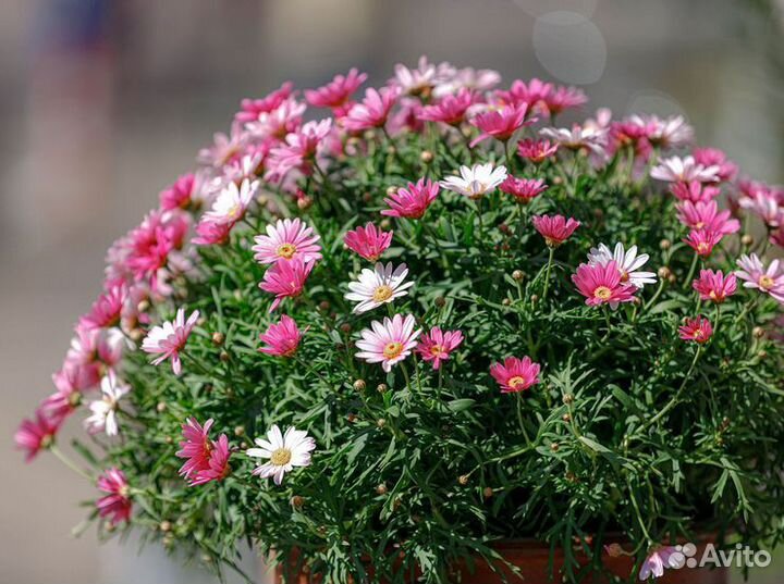 Растения для сада