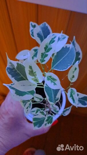 Фикус бенджамина Старлайт