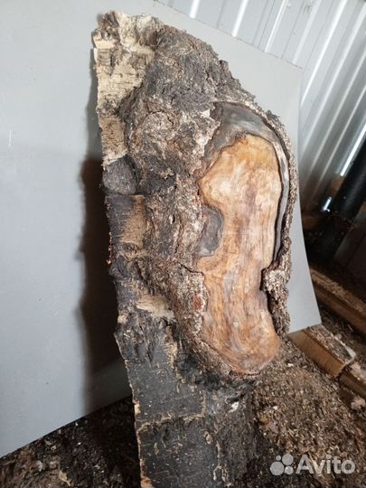 Кап березовый сухой