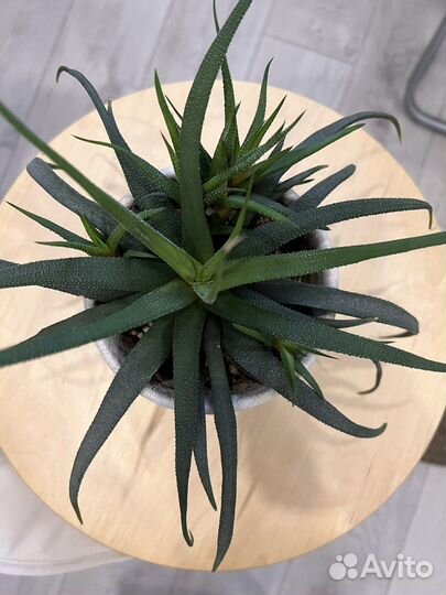 Суккуленты