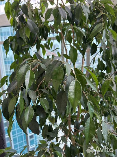 Комнатные растения