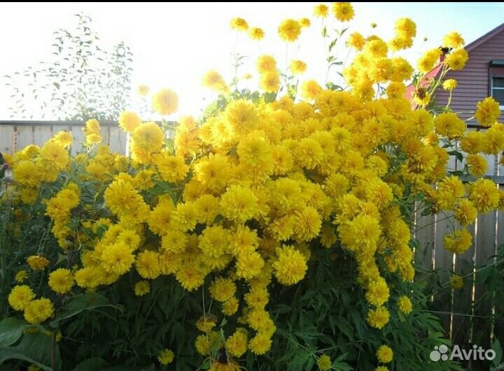 Цветок рудбекия желтая, Лилейник бордовый