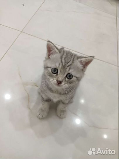 Британские котята