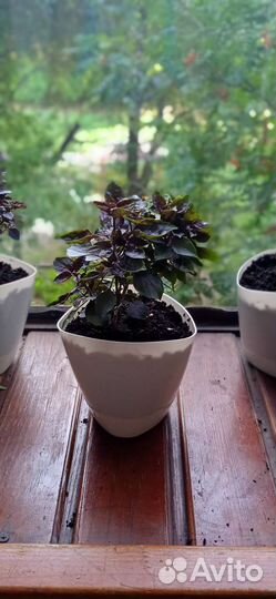 Базиликовое дерево