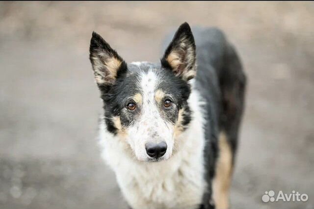 Собака в добрые руки