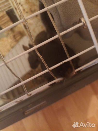 Белки дегу с клеткой