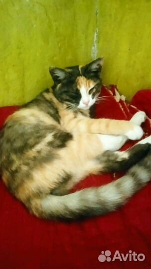 Котенок ищет дом