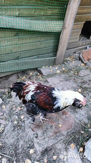 Петушки породные