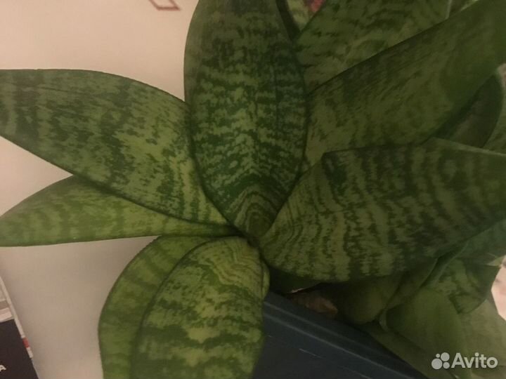 Сансевиерия Hany