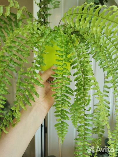 Папоротник нефролепис Тайгер