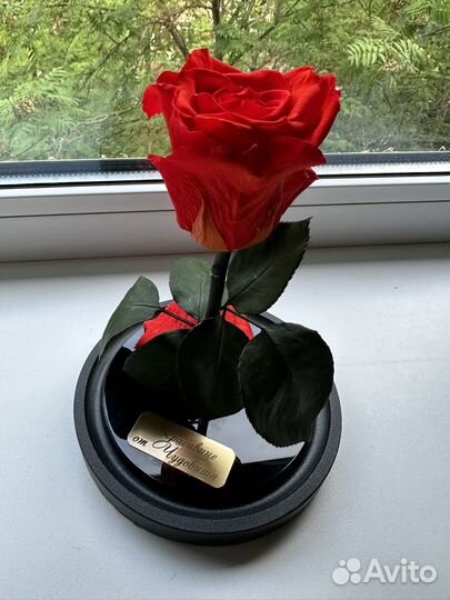 Живая роза в колбе
