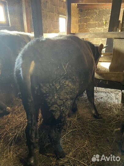 Быки на мясо