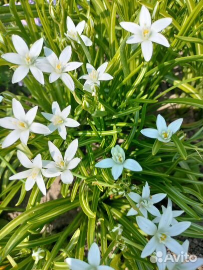 Птицемлечник, ясколка, живучка