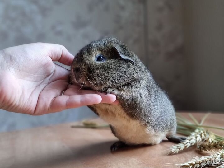Морская свинка американский тедди