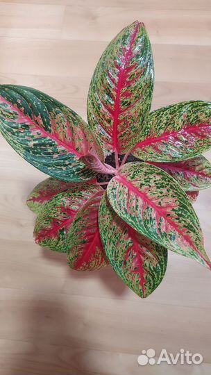 Аглаши и др