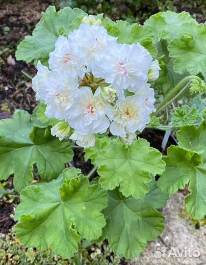 Пеларгония герань