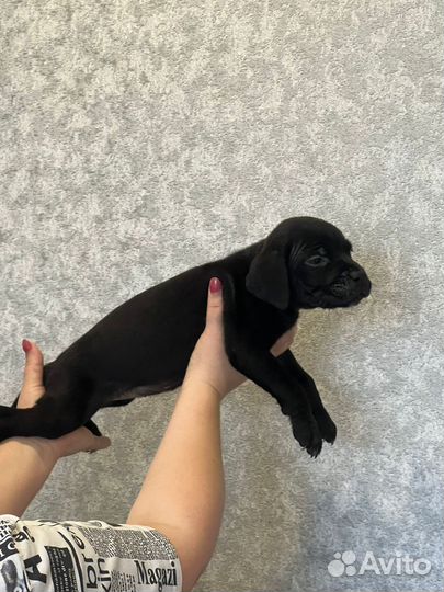 Предлагаются щенки Итальянского Кане Корсо