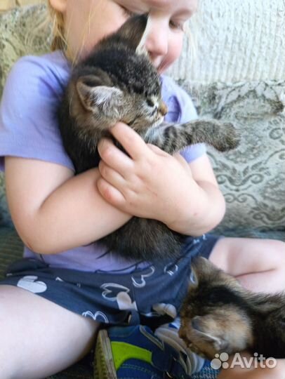 Кошки в добрые руки