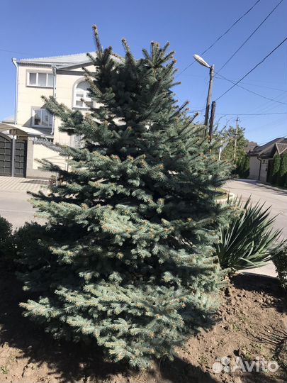 Голубая ель 5штук