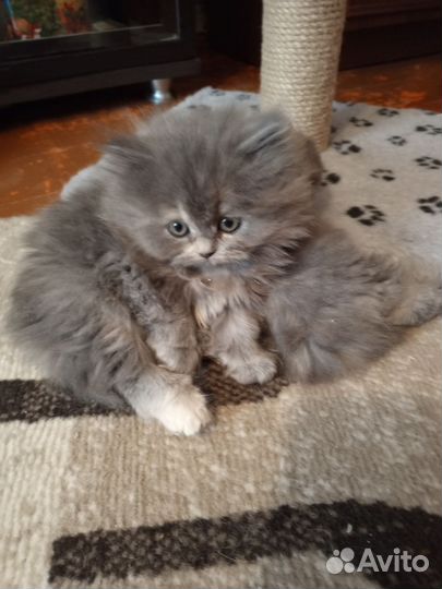 Персидские котята