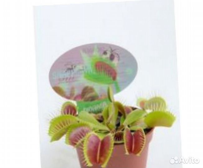 Венерина Мухоловка