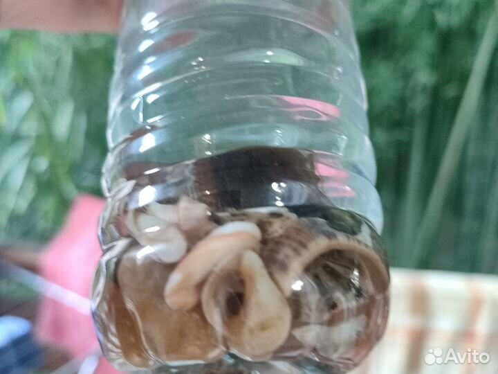 Ракушки с морской водой