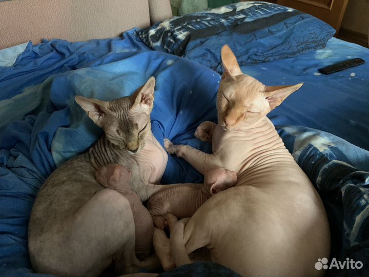 Девочка сфинкс