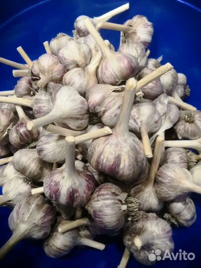 Чеснок