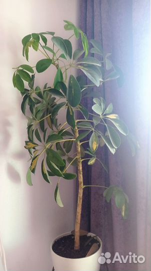 Комнатные цветы шефлера