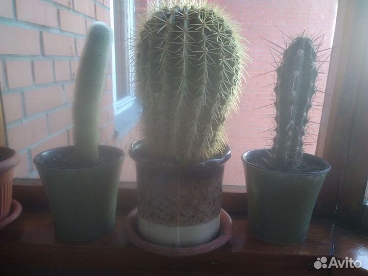 Комнатные цветы, горшки