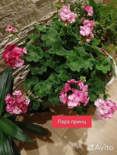 Пеларгония герань