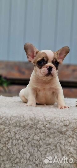 Французский бульдог мини